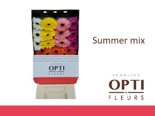 Gerbera grootbloemig gemengd