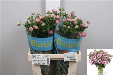 Ranunculus Butterfly Hera