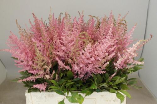 Astilbe Arendsii Grp 'Erika'