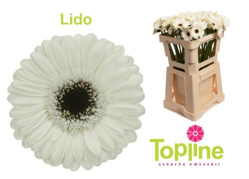 Gerbera mini Lido