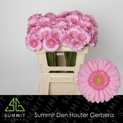 Gerbera mini 'Kimsey'