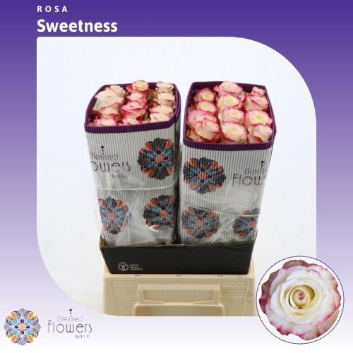 Rosa grootbloemig Sweetnesse