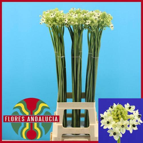 Ornithogalum saundersiae