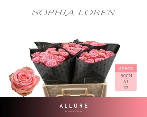 Rosa grootbloemig Sophia Loren