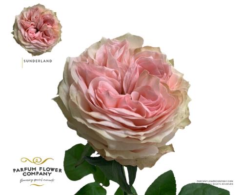 Rosa grootbloemig Sunderland!