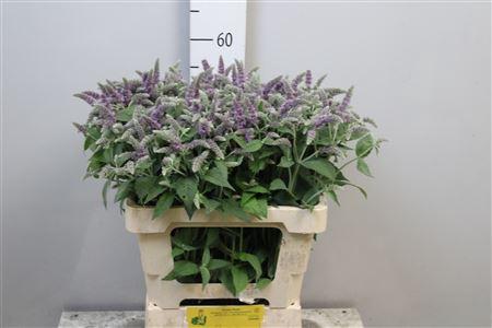 Mentha 'Silver Queen'
