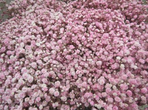 Gypsophila overig kleurbehandeld H%