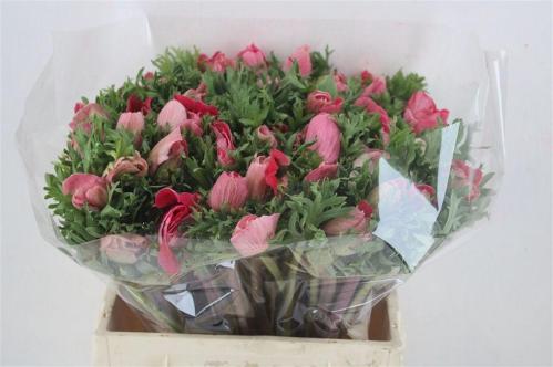 Anemone coronaria 'Mistral Plus Light Pink'