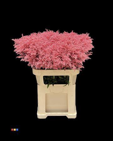 Solidago kleurbehandeld H%