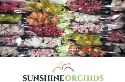 Cymbidium mini per tak gemengd