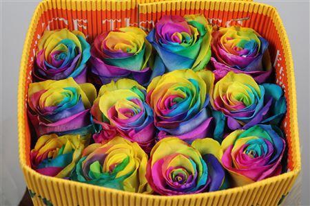 Rosa grootbloemig kleurbehandeld H%