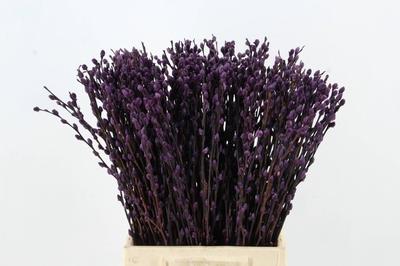 Salix kleurbehandeld H%