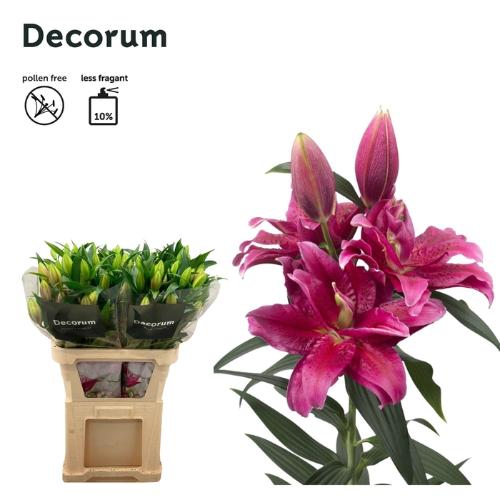 Lilium (Oriental Grp) dubbel Roselily Dalinda