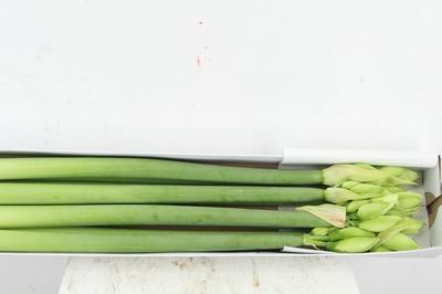 Hippeastrum (Double Galaxy Grp) Wimbledon