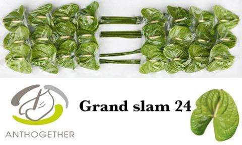 Anthurium (Andreanum Grp) Grand Slam
