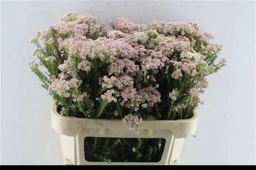 Ozothamnus 'Cooks Tall Pink'