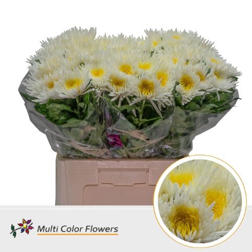 Chrysanthemum geplozen kas kleurbehandeld H%