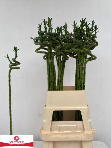 Dracaena sanderiana Lucky Bamboo
