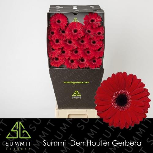 Gerbera mini 'Black Tie'