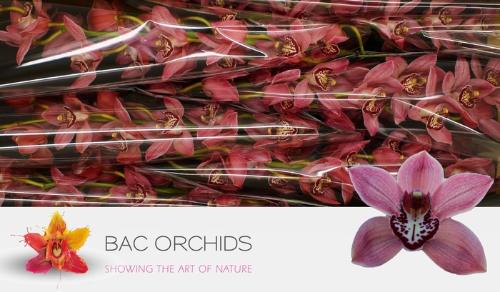 Cymbidium grootbloemig 'Pin-up'