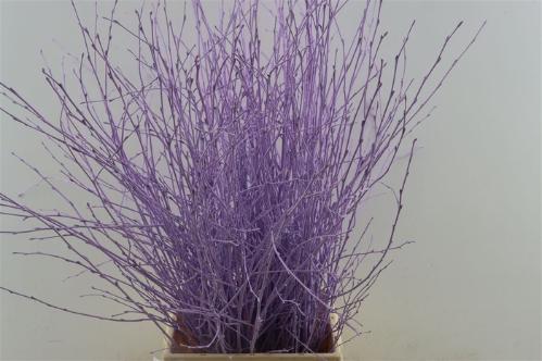 Betula kleurbehandeld H%