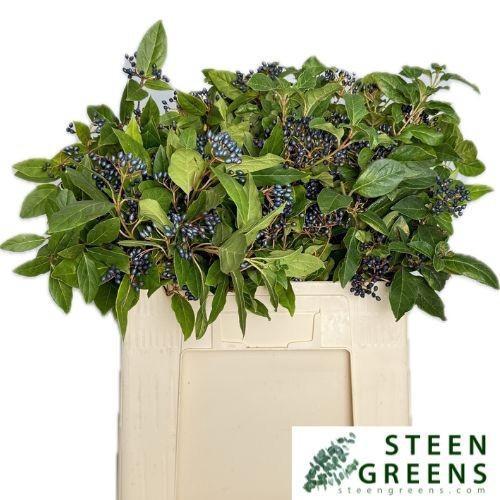 Viburnum per tak 'Dark Blue Hermania'