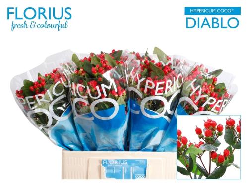 Hypericum Coco Diablo