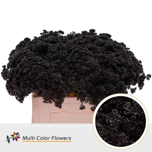 Sedum kleurbehandeld H%