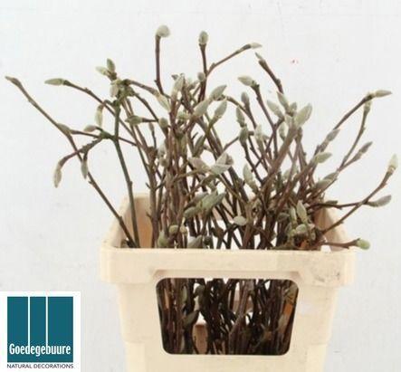 Magnolia grandiflora