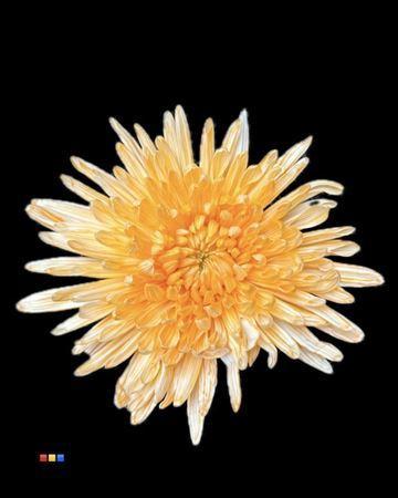 Chrysanthemum (Indicum Grp) geplozen Topspin kleurbehandeld H%