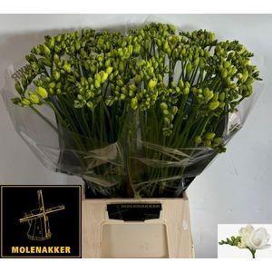 Freesia dubbel Essence