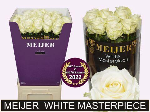 Rosa grootbloemig Avalanche+