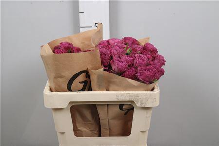 Rosa tros overig