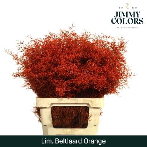 Limonium overig kleurbehandeld H%