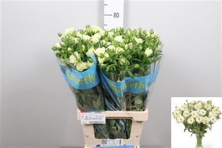 Ranunculus Butterfly Graces