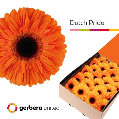 Gerbera grootbloemig 'Dutch Pride'
