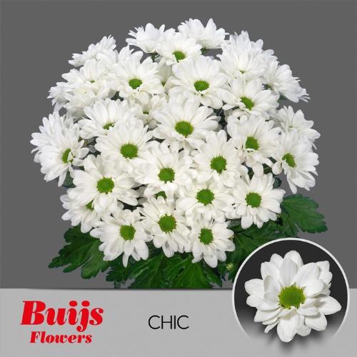 Chrysanthemum Indicum Grp tros Chic