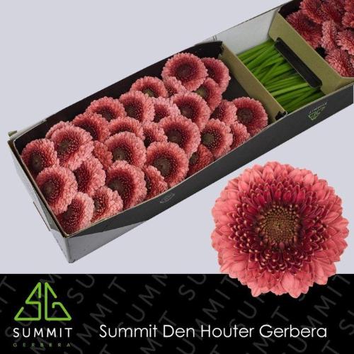 Gerbera mini bolvormig Pomponi Gonzo