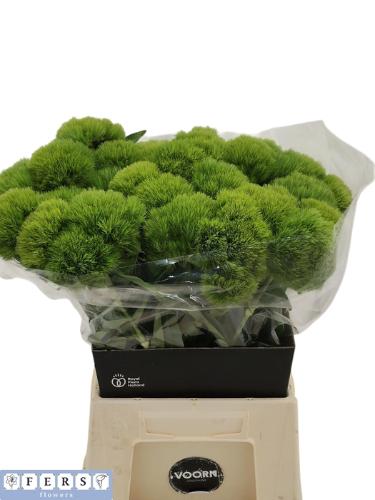 Dianthus barbatus Green Wicky