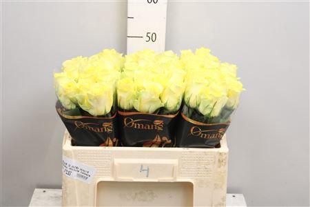 Rosa grootbloemig Minion Rose