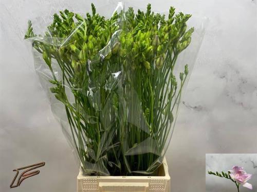 Freesia dubbelbloemig 'Rosario'