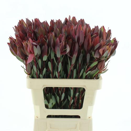 Leucadendron 'Senorita'
