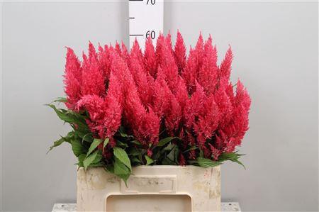 Celosia Plumosa Grp 'Royal Pink'