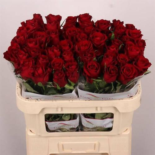 Rosa grootbloemig Ever Red