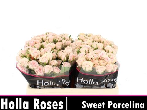 Rosa tros Sweet Porcelina