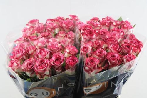 Rosa grootbloemig Ducati