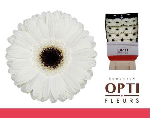 Gerbera grootbloemig 'White House'
