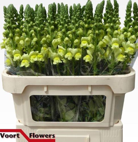 Antirrhinum majus 'Nantes Yellow'