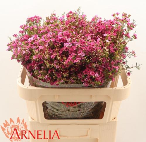 Chamelaucium 'Happy Days'