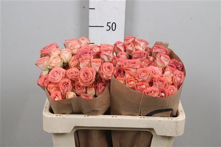 Rosa tros Media